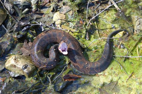 do water moccasins attack in groups